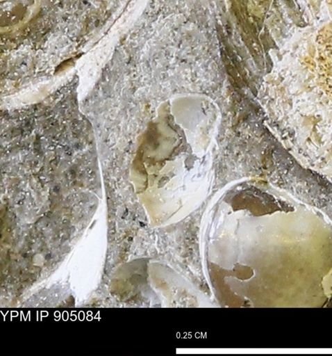 Corbulamella?