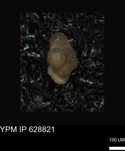 undet. Foraminiferida