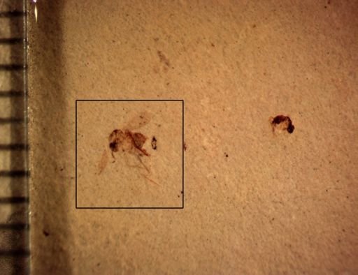 undet. Diptera