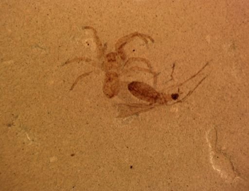 undet. Araneida
