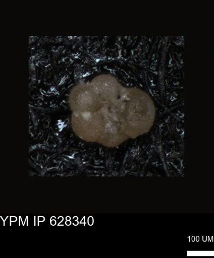 undet. Foraminiferida