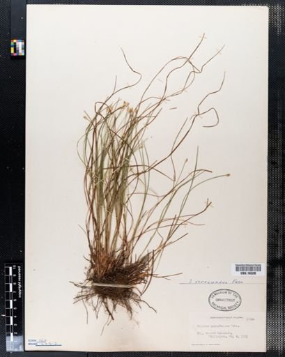 Scirpus planifolius