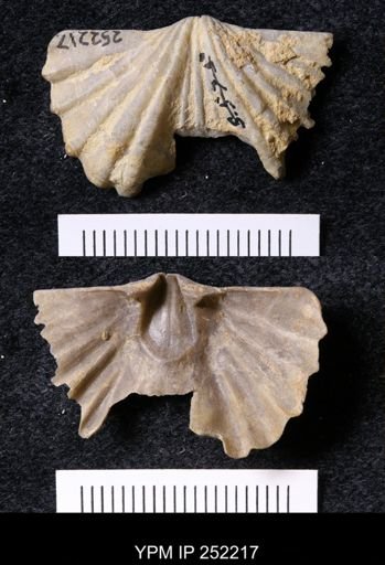 Platystrophia laticosta