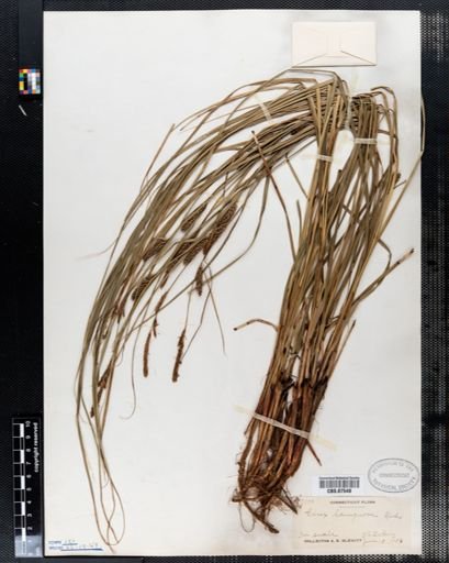 Carex lanuginosa