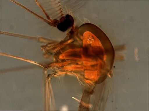 Culicidae