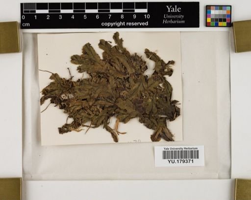 Plantae