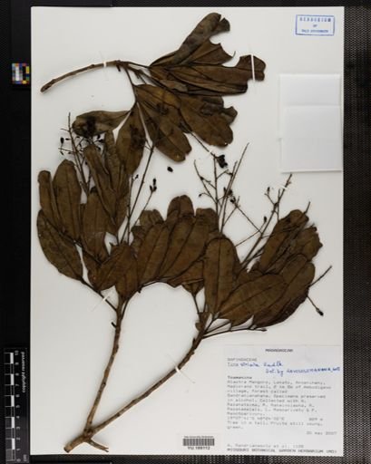 Plantae