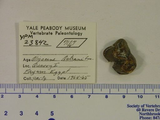 Hyracoidea