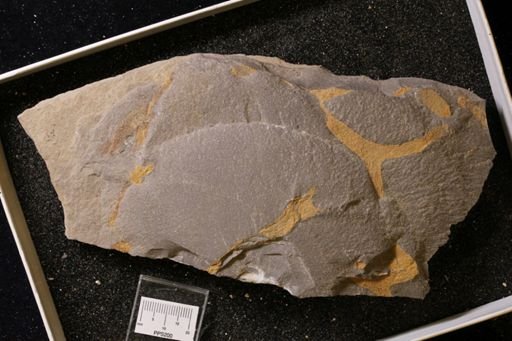Bryozoa