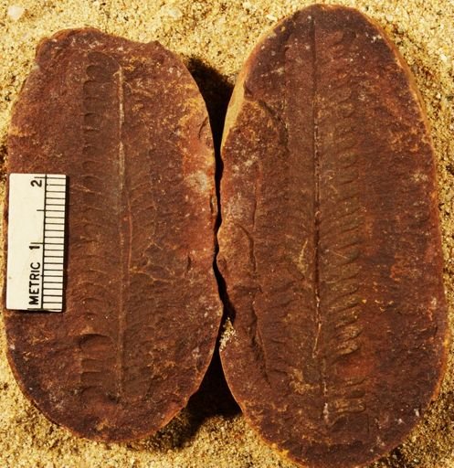 Pecopteris