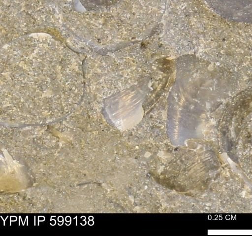 undet. Bryozoa