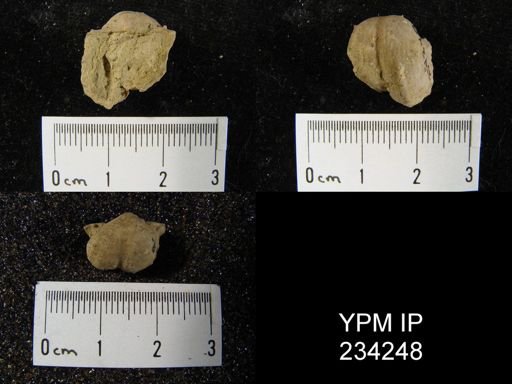 Marginifera wabashensis