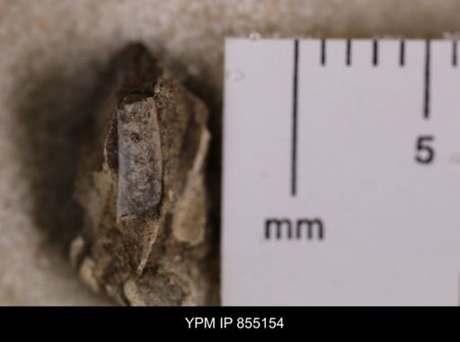 Dentalium?