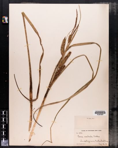 Carex rostrata