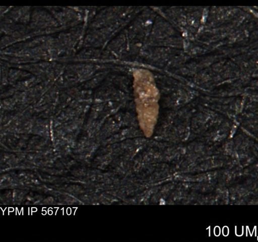 Verneuilina canadensis
