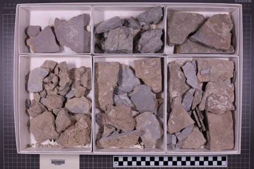 mixed taxa, stratigraphic collection