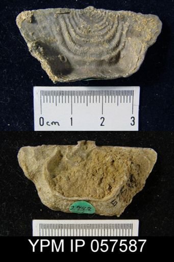 Leptaena rhomboidalis