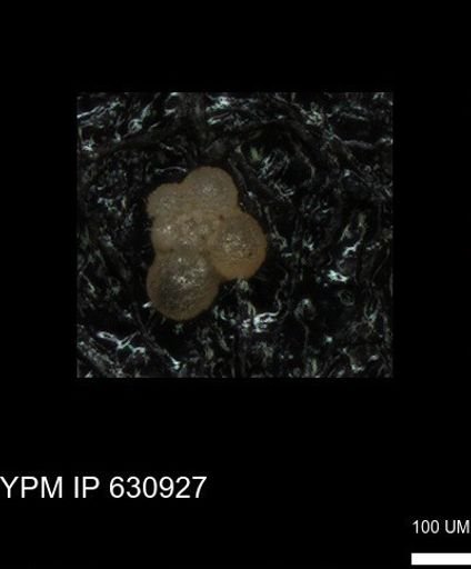 undet. Rugoglobigerinidae