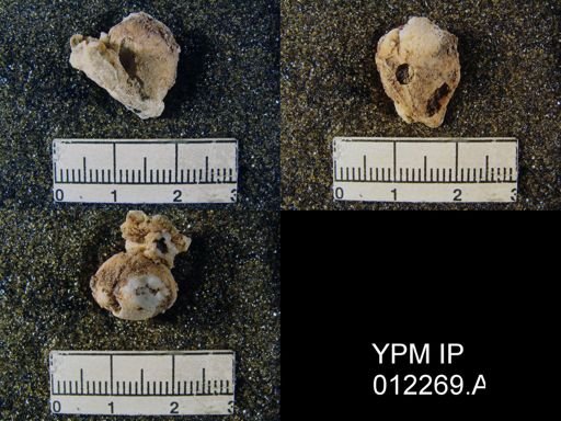Composita emarginata affinis