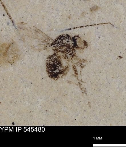 undet. Diptera