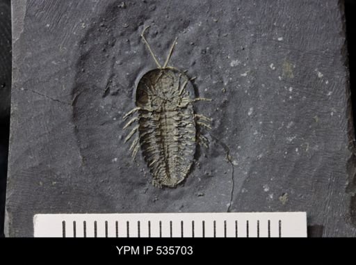 Triarthrus eatoni