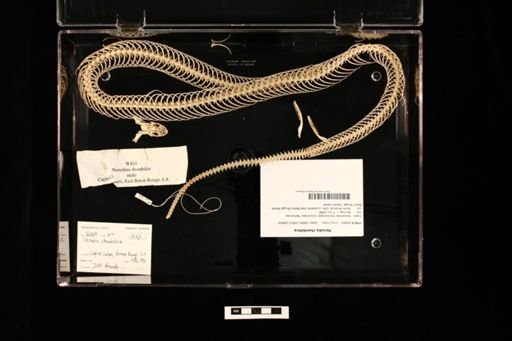 Nerodia rhombifera