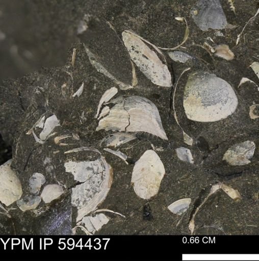 Protocardia sp.