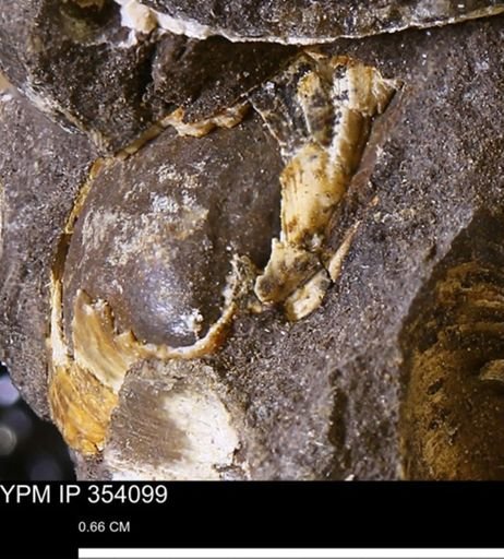 undet. Bivalvia