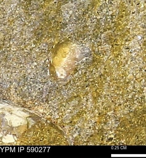 undet. Mollusca