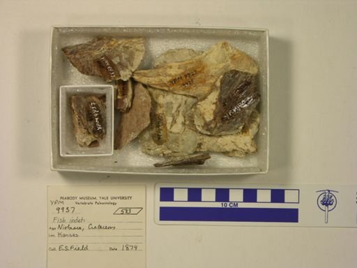 undet. Actinopterygii