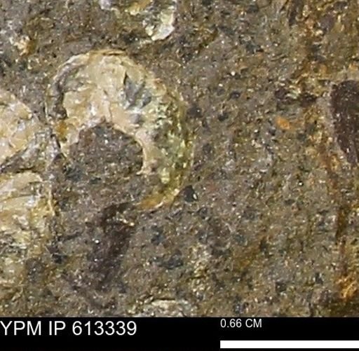 Scaphites sp.