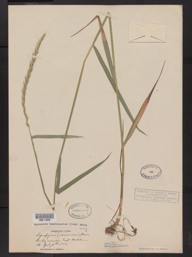 Elymus trachycaulus