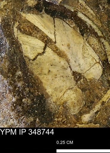 undet. Bivalvia