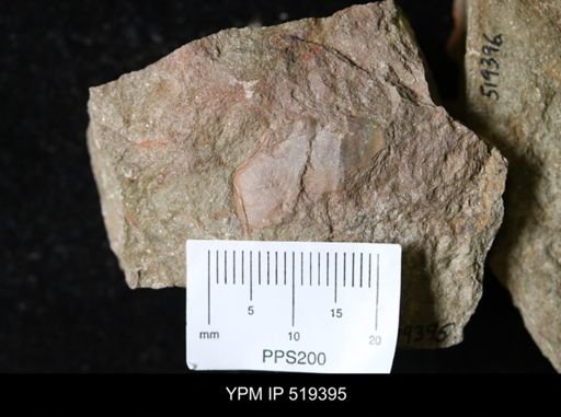 undet. Bivalvia