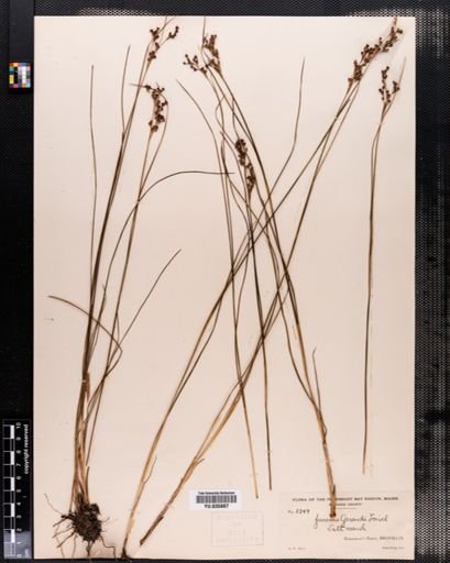 Juncus gerardii