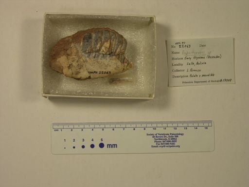 Propachyrucos sp.