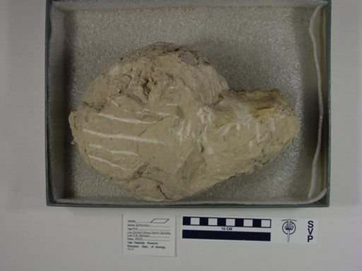 Eporeodon sp.