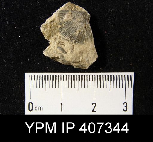 Schuchertella alterniradiata