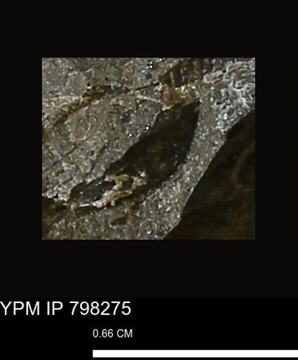 Protocardia