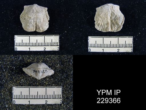 Derbya hooserensis