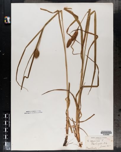 Carex squarrosa