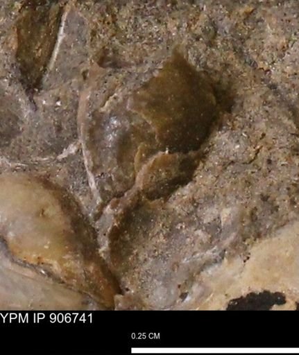 undet. Mollusca
