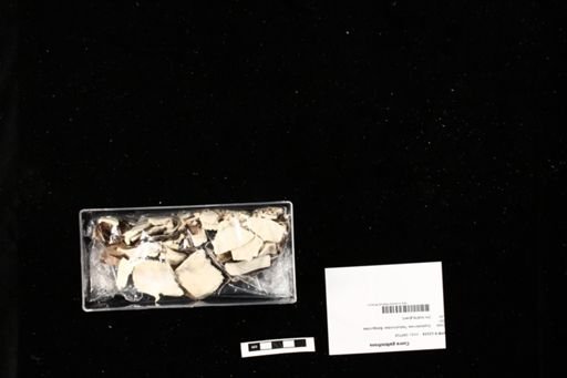 Cuora galbinifrons