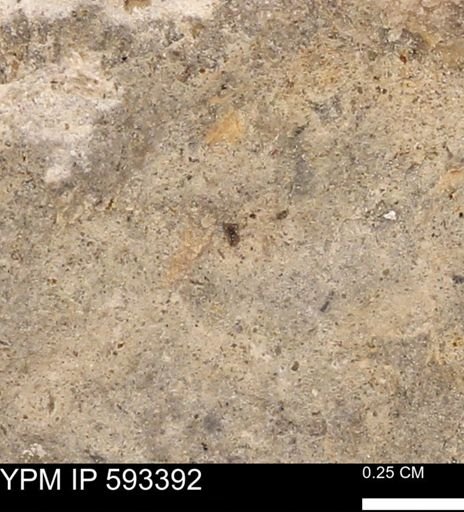 taxon undetermined