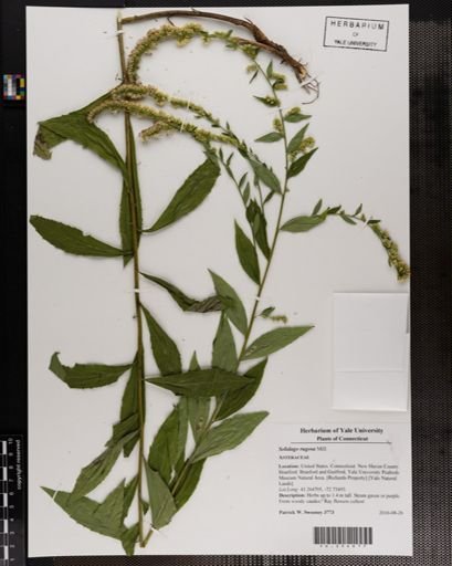 Solidago rugosa