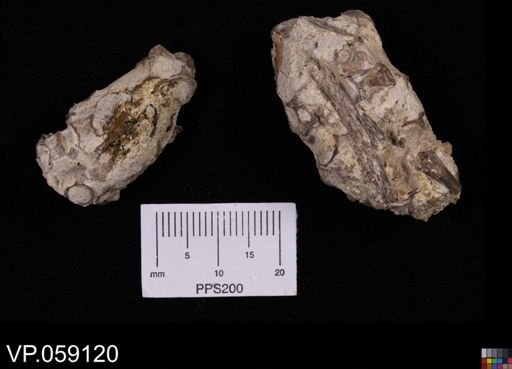 undet. Actinopterygii