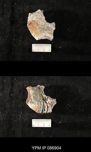 undet. Nautiloidea