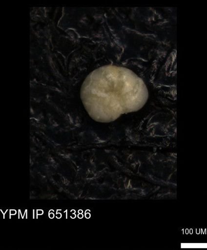 undet. Foraminiferida