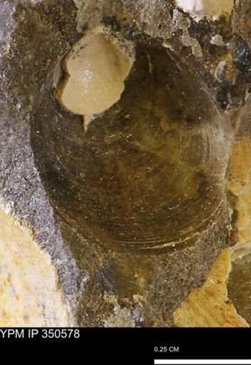 undet. Bivalvia