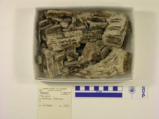 undet. Actinopterygii